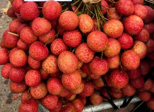 Trung Quốc mua nhiều, giá vải thiều Bắc Giang gấp 3 lần năm ngoái